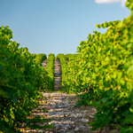de wijngaard van de cliche chardonnay te koop via avinture.nl